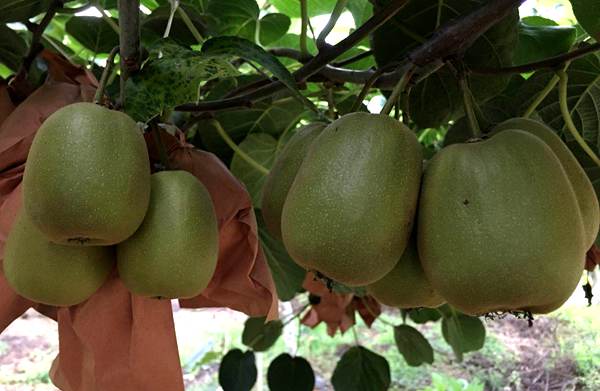 贵州播宏公司解决种植有机猕猴桃需要防治病害的有效的防治手段