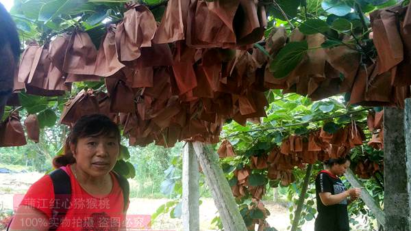 蒲江红心猕猴桃上市了，即日开始办理团购和零售