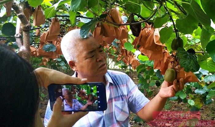 贵州有机猕猴桃种植果园