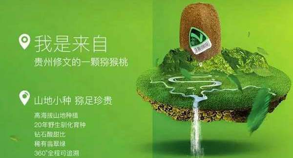贵州修文引入猕猴桃生产销售新模式