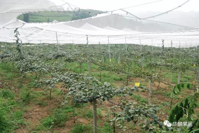 山东省淄博市博山区源泉镇农户正忙着采摘猕猴桃