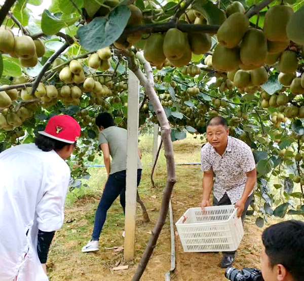 贵州都匀和安顺农业有机猕猴桃产业基地里一片丰收的忙碌，