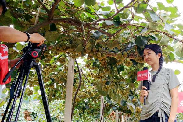 有机猕猴桃营养又健康 探访江苏江都樊川有机猕猴桃果园的报道