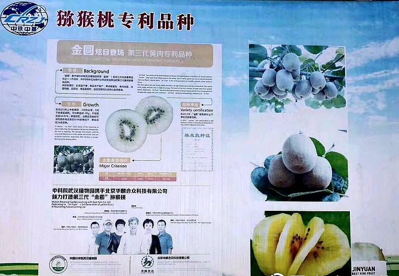 江西猕猴桃 江西猕猴桃