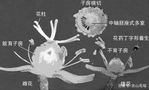 猕猴桃授粉