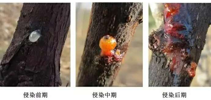 猕猴桃溃疡病