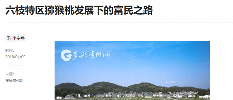 播州区三岔镇猕猴桃 播州区三岔镇猕猴桃