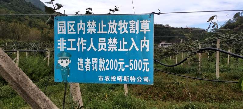 播州区三岔镇猕猴桃 播州区三岔镇猕猴桃