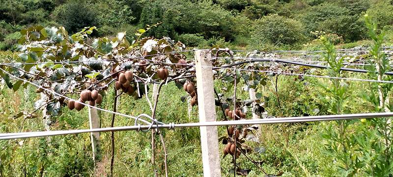 播州区三岔镇猕猴桃 播州区三岔镇猕猴桃