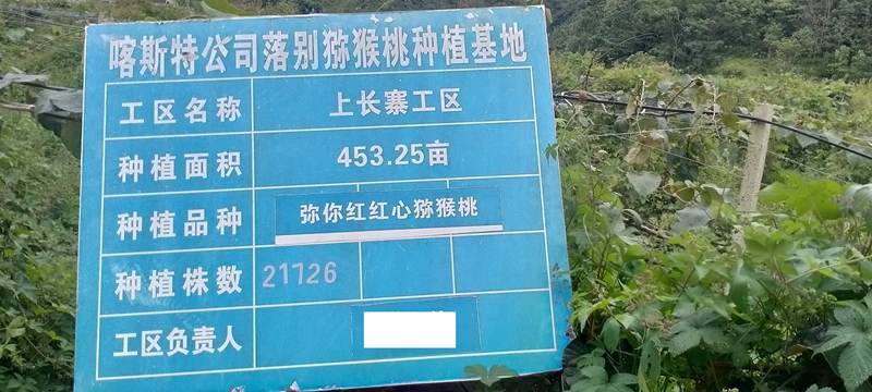 播州区三岔镇猕猴桃 播州区三岔镇猕猴桃