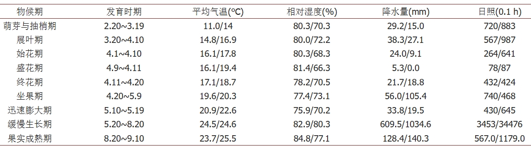 猕猴桃雄花蕾