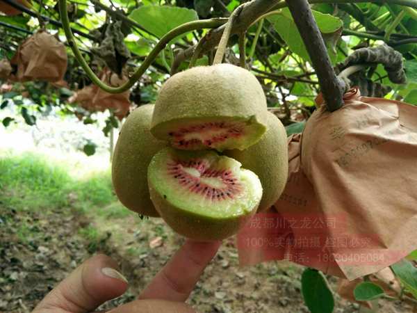 该水果红什一号猕猴桃种植及管理技术培训