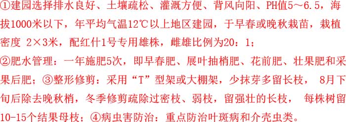 红什二号猕猴桃
