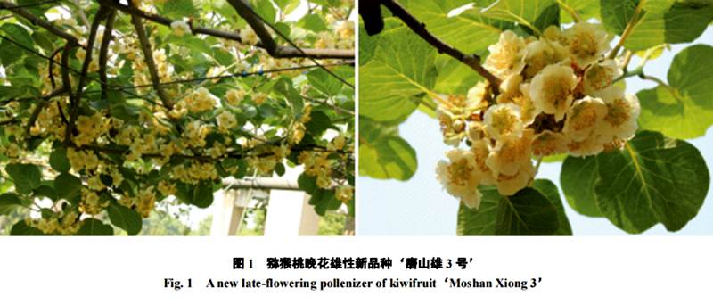 磨山三号雄株公树 磨山三号雄株公树