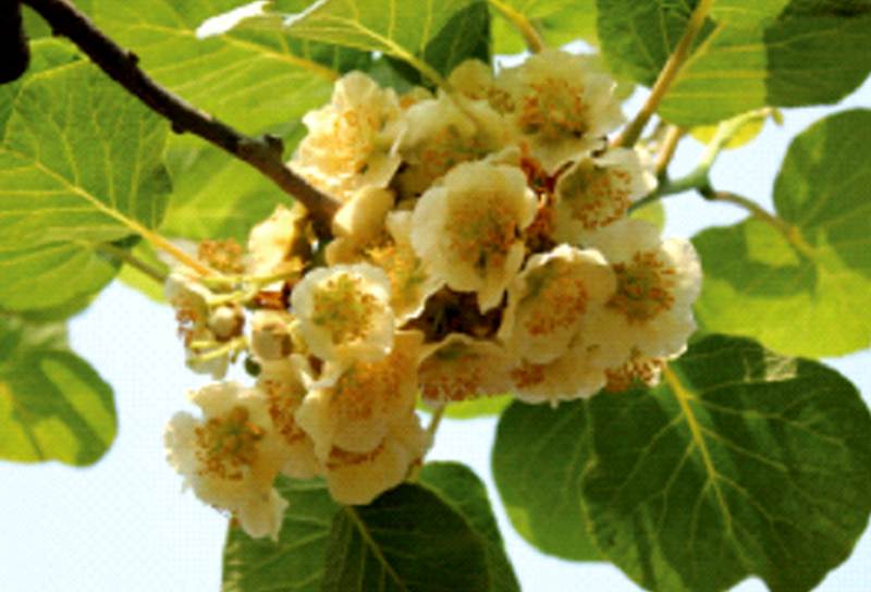 磨山三号雄株公树 磨山三号雄株公树