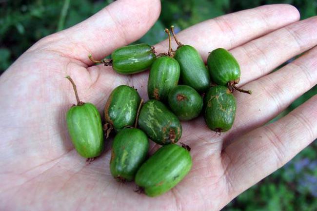 世界7大商品猕猴桃主产国种植面积变化趋势