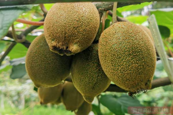 翠玉猕猴桃品种最新风味最佳居世界之首