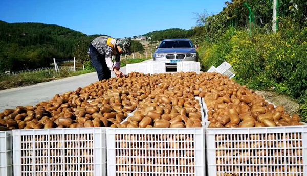 江西东乡建设国际标准猕猴桃特色产区 年产100万的猕猴桃苗木组培繁育工厂