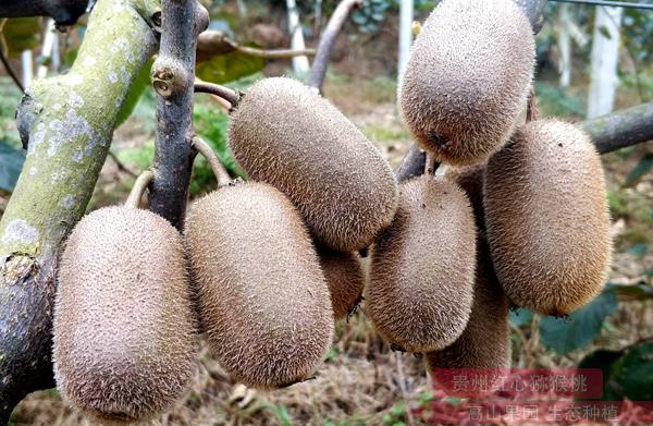 2019年贵州修文和水城的有机猕猴桃要多少钱一斤