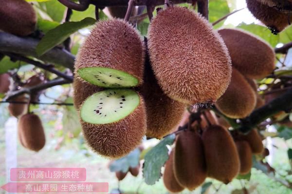 贵州遵义贵长猕猴桃