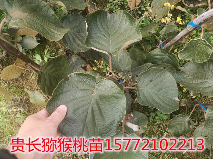 贵长猕猴桃苗木
