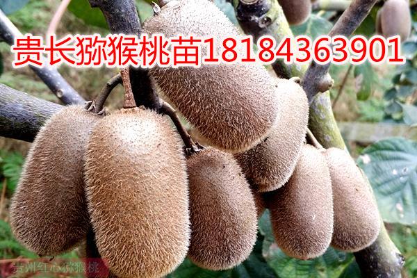 贵州毕节黔西县种植贵长猕猴桃三百多亩