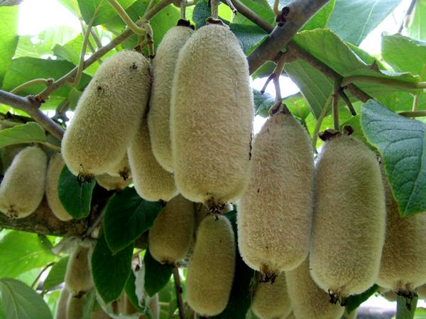 含维生素c和叶酸最高的水果就是毛花猕猴桃华特