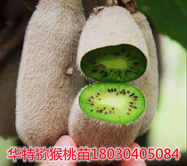 华特猕猴桃