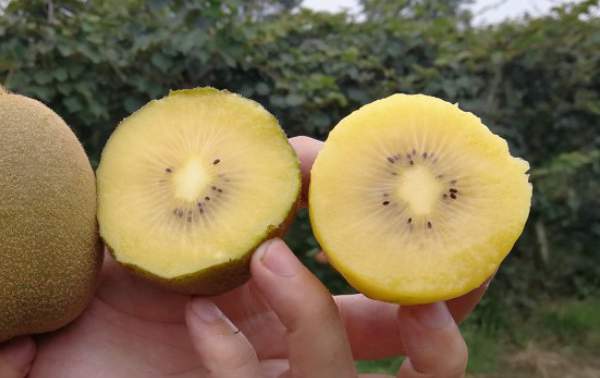 最好吃最甜猕猴桃排行榜有哪些红心黄心猕猴桃品种