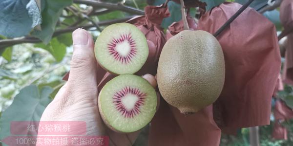 各类杨氏金红50猕猴桃的种植基地在蒲江哪里？