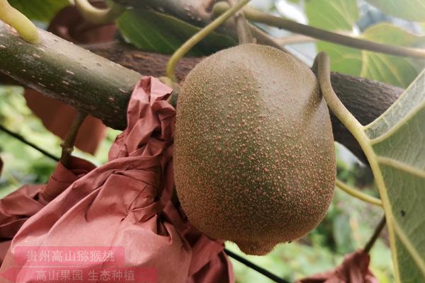 猕猴桃最新品种金红50是新引进的晚熟品种