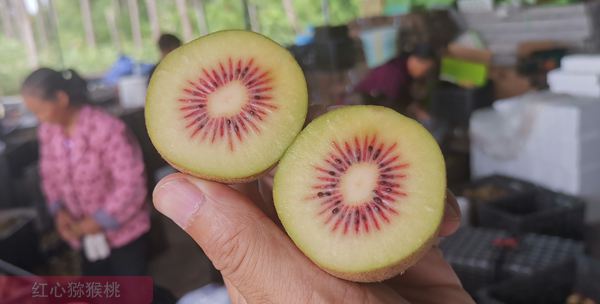 江苏扬州猕猴桃专家种植了大片水果金红50猕猴桃