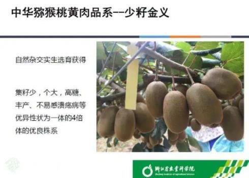 金义猕猴桃