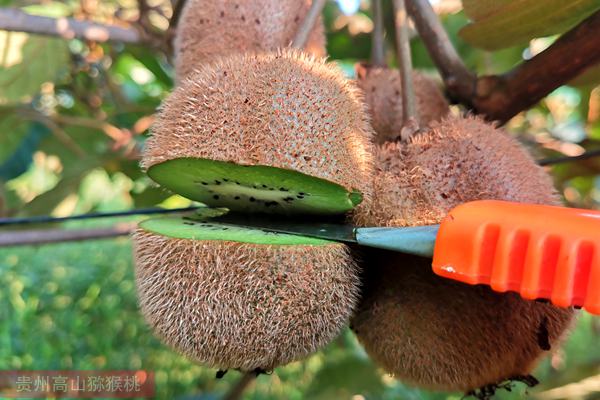 金魁猕猴桃品种特征和栽培技术