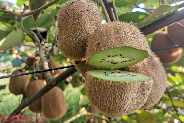 金魁猕猴桃品种特征和栽培技术
