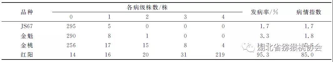 建香猕猴桃