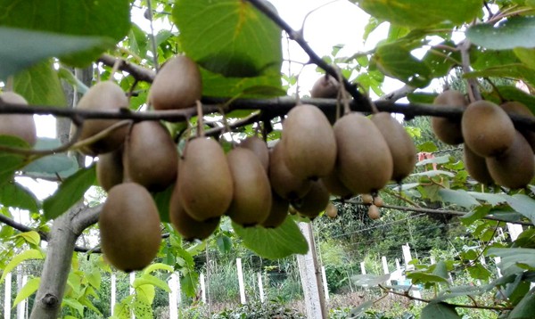 湖北恩施选育的建香猕猴桃新品种