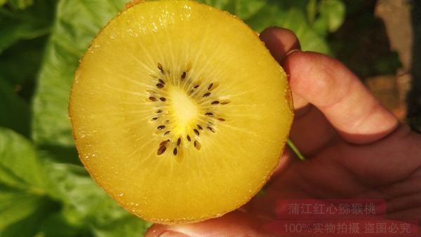 金魁猕猴桃中含有特别多的果酸风味更好