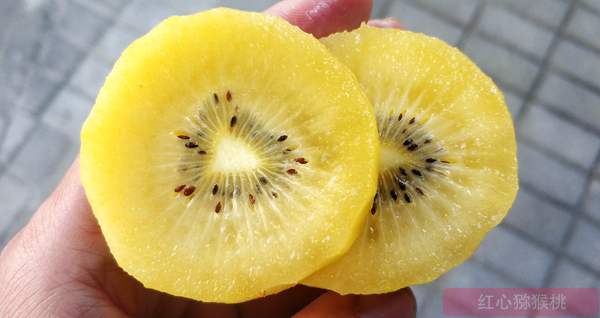 新西兰阳光金果g3猕猴桃今年进口数量又创新高