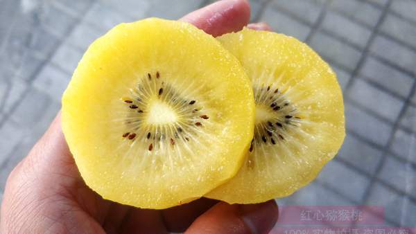 2019年尽量选软枣猕猴桃哪个品种最好吃？