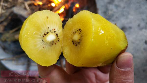 贵州湖南重庆的红心猕猴桃种植基地联系生产有机阳光金果