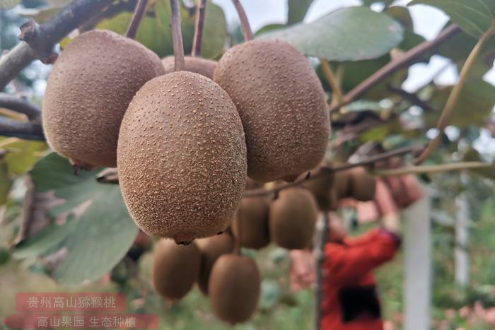 魅力金果g9猕猴桃