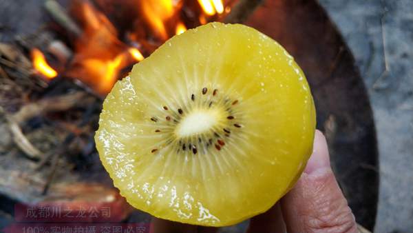 在自然界中新西兰阳光金果g3猕猴桃苗木嫁接工人认为他们对已有的品种