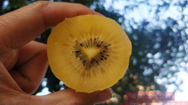 在自然界中新西兰阳光金果g3猕猴桃苗木嫁接工人认为他们对已有的品种