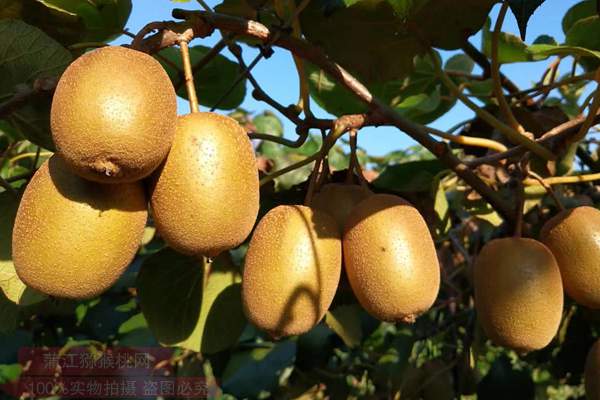 我们怎么才能一年四季吃到四川东红猕猴桃
