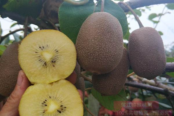 新西兰阳光金果