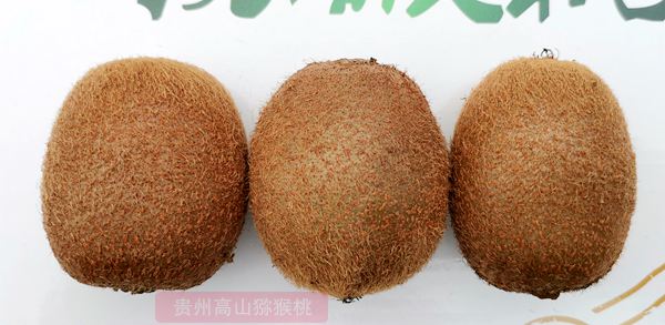 瑞玉猕猴桃