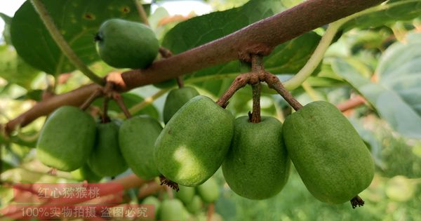 软枣猕猴桃是一种原生在中国的藤蔓科植物 有可能成为网红猕猴桃