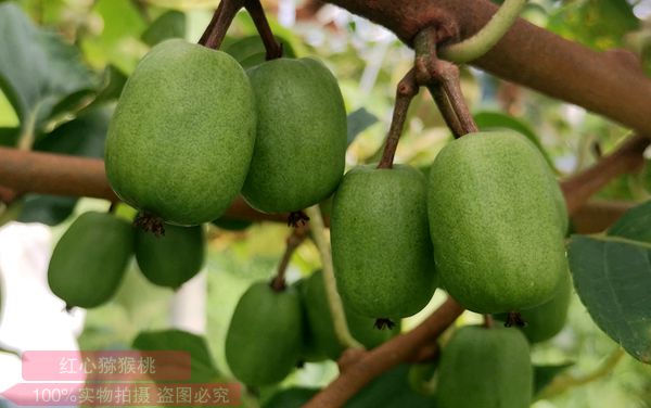2019年尽量选软枣猕猴桃哪个品种最好吃？