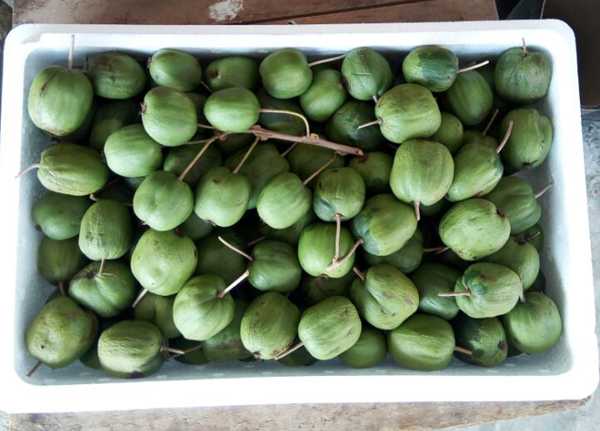 2019年软枣猕猴桃采摘了，放了几天，有些还是硬的，真心不好吃